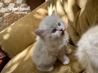  9 5 قطط مكس للبيع
