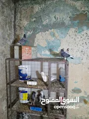  3 حمام زق شي فاخر من الاخر جواز كل جوز بسعره وفي فراخ  جواز مكفوله