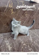  3 سكوتش ستريت عمره 3شهور بسعررر رمزززي