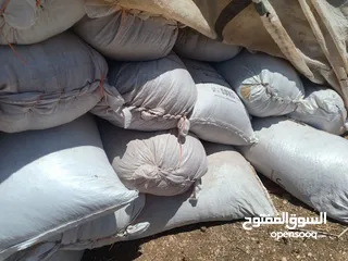  3 تبن بيجة وزن الشوال 13/14/15