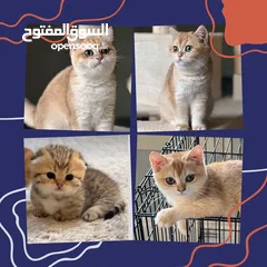  1 قطط مستوى عالي