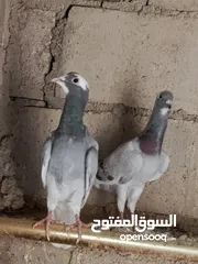  4 مجموعه موارديات زرق