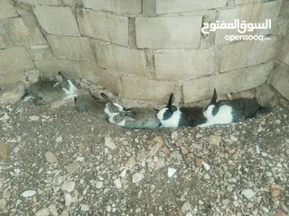  3 ارانب بلدية شغالة 5 أنثى و1ذكر شغالات مية بالمية مع 10 فراخ عمر 5ايام