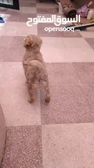  10 كلب عمر شهرين بيور