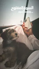  1 كلب  مع جوازه و كل اغراضه .