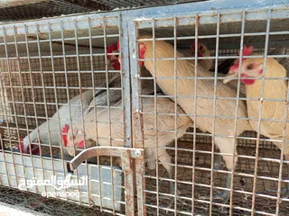  14 فقصات بحال الوكالة للبيع بيتو 2  وفقصتين  EGG 2