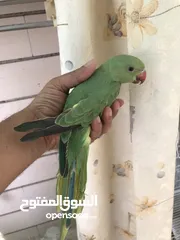  1 Pet Ring-necked Parakeet local breeding