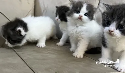 10 قطط شيرازي - العمر (شهر)