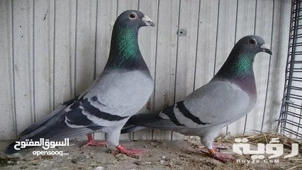  2 طيور حمام للبيع بسعر مغري جدا