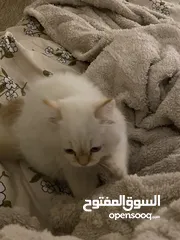  5 قطة همالايا اورنج انثى