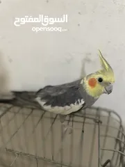  4 ‏ببغاء كوكتيل