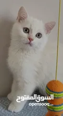  3 ذكر بريتيش عمر 4 شهور ونصف