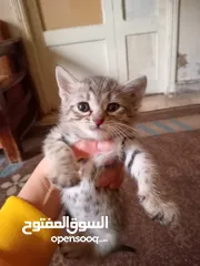  5 قطط للبيع صغيره