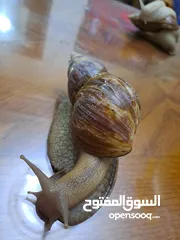  6 حلزونات أفريقية للبيع