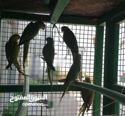  4 متوات خضران العمر مناسب للتدريب وللتحدث