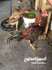  3 متاح ديك هراتي فحل للبيع