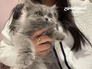  1 3 month old Persian trained kitten