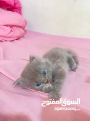  4 قطط (كيتنز) ميكس سكوتش فولد وبرتش لون سلفر بلو  و لون ابيض  للبيع
