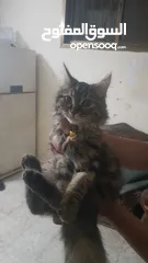  3 بيع قطط شيرازي