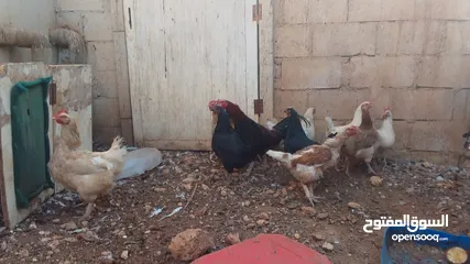  8 11 جاجه وديك نخب النخب