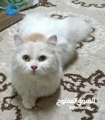  2 قط شيرازي سلفر للبيع