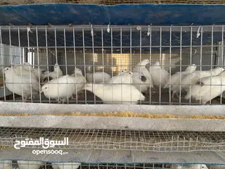  1 بيع السمان او الفري و لحم فري طازج و بيض فري
