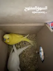  3 طيور حب منتج للبيع