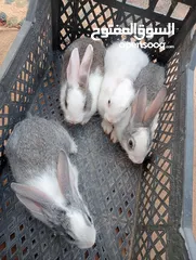  3 ارانب للبيع