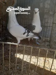  4 جوز بواز التفاصيل بالتعليقات