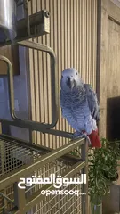  4 grey parrot