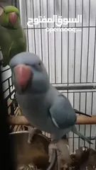  8 جوز دره طيرة زرقه متكلمه وموالفه وفحلها أخضر بداية كلام  او للبدل
