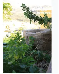  23 3،400دونم ماحص وادي شعيب الفحيص  استخدام سياحي سكني زراعي يكمن شقة قبول شقة  عمان الغربيه من ثمن