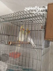  3 جوز كوكتيل لاتينو للبيع