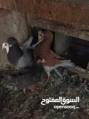  5 حمام حجم كبير للبيع عدد. 14