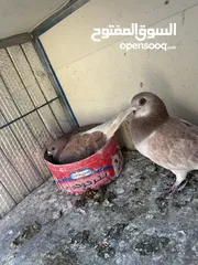 2 جواز للبيع سعر طري