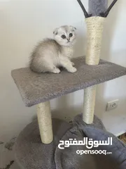  12 سكوتش تريبل فولد وستريت