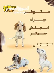  7 انجلش سيتر بسعر مغري