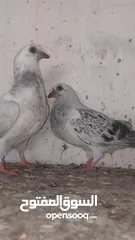  7 ثلاث فراخ  فرخين بواز اخوان فطم جديد مخلف وقواق بواقي الاربعه