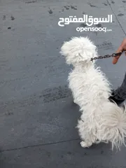  2 كلب للبيع في عمان