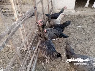  7 أرانب بلدي و فرنسي للبيع  ديوك بلدي للبيع