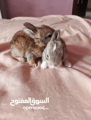  7 ارانب عمر شهر ونص تربيه منزل تب نظافه وبصحه جيده جدا.                                              .