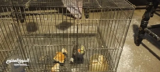  1 للبيع طير واحد للانتاج المواصفات في الوصف