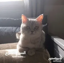  3 قطط سكوتش ستريت