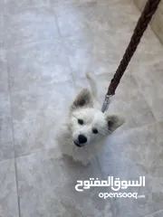  11 كلب مالتيز (فرنش تيرير) للبيع بيلي