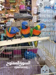  1 لوري اليف زق يدوي