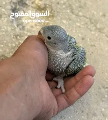  2 مطلوب ببغاء درة زق يدوي في الزرقاء