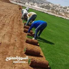  15 نجيل طبيعي للحدائق M5 - صنف وعرض مميز