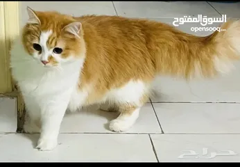  2 متاح قطط شيرازي