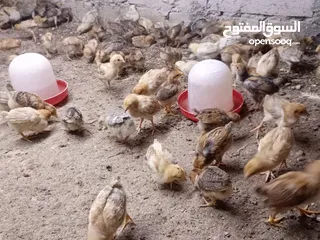 26 صوص بلدي عمر 38 يوم   صوص بلدي عمر 18 يوم