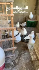  2 حمام فرنسي نخب